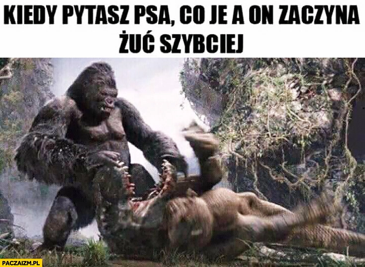 
    Kiedy pytasz psa co je a on zaczyna żuć szybciej goryl otwiera mu szczękę paszczę