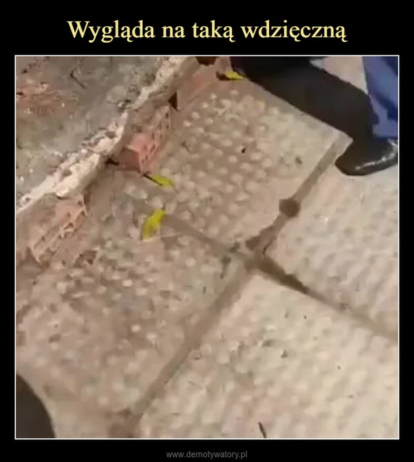 
    Wygląda na taką wdzięczną
