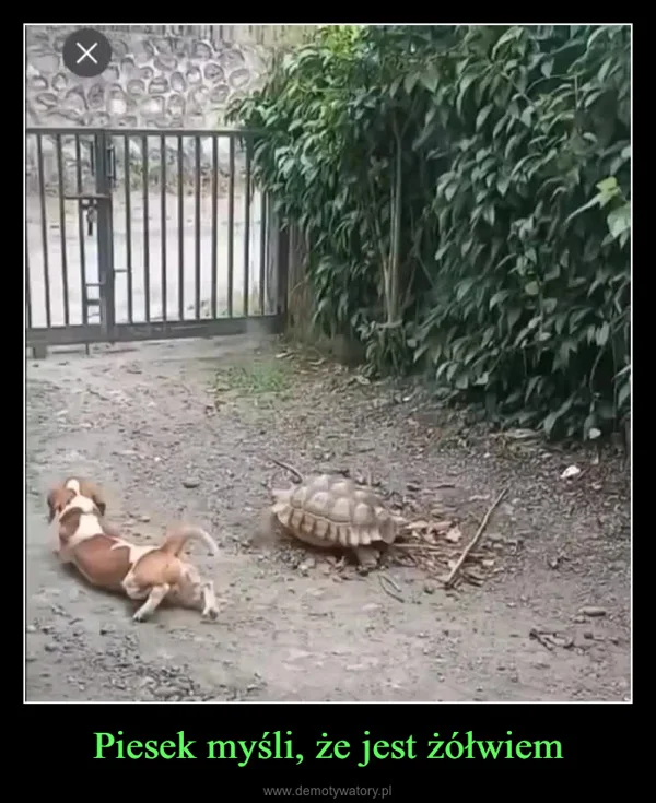 
    Piesek myśli, że jest żółwiem