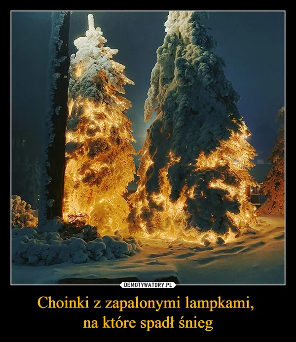 
    Choinki z zapalonymi lampkami, na które spadł śnieg