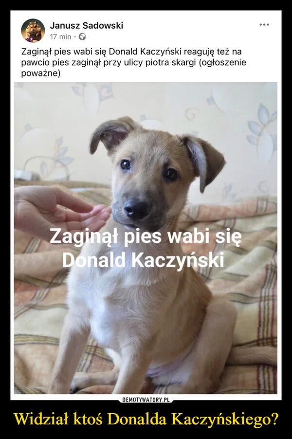 
    Widział ktoś Donalda Kaczyńskiego?