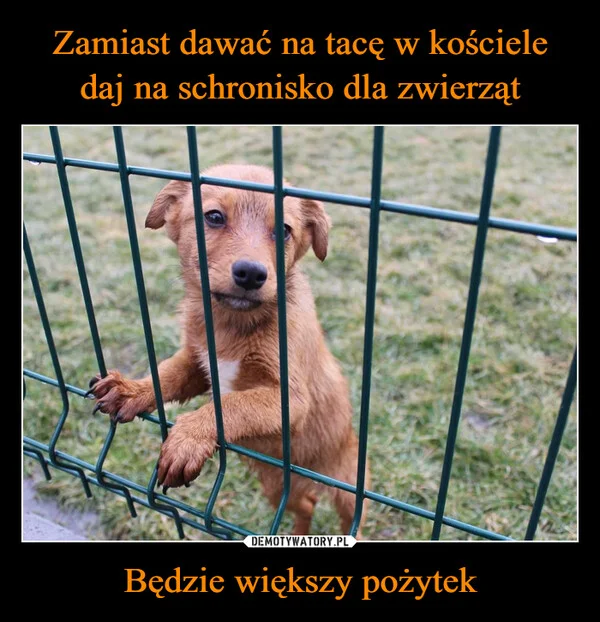 Zamiast dawać na tacę w kościele daj na schronisko dla zwierząt Będzie większy pożytek