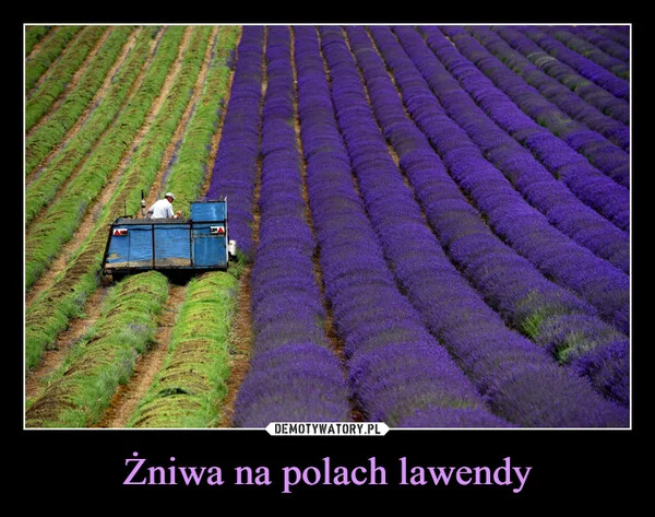
    Żniwa na polach lawendy