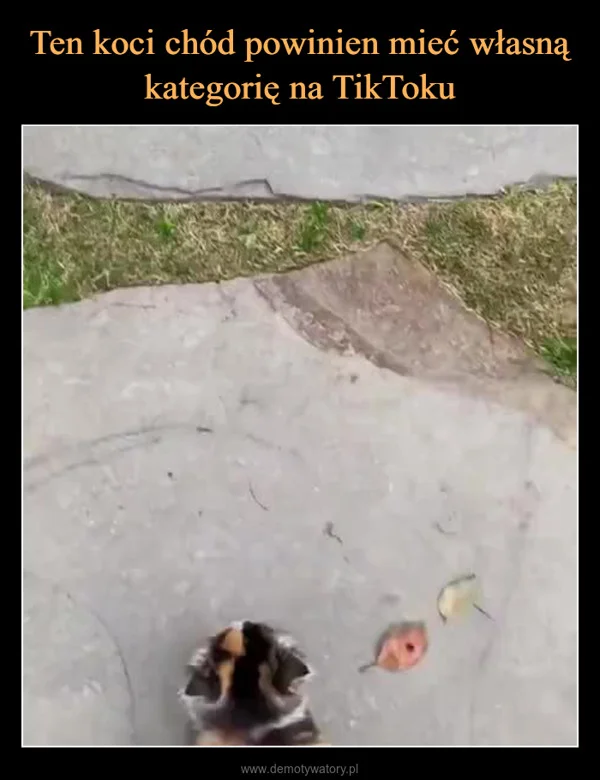 
    Ten koci chód powinien mieć własną kategorię na TikToku