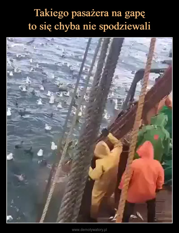 Takiego pasażera na gapę to się chyba nie spodziewali