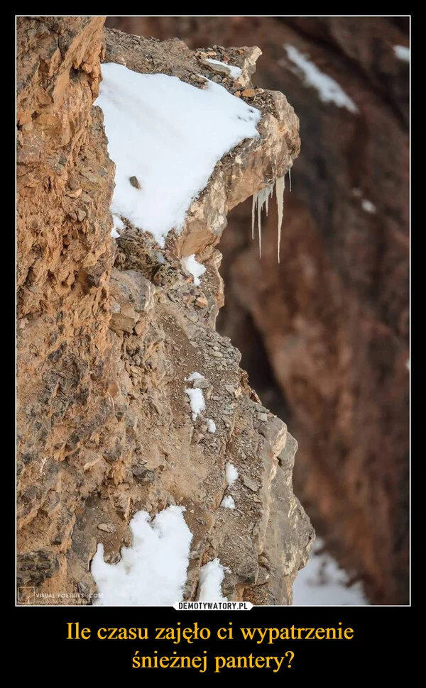 Ile czasu zajęło ci wypatrzenie śnieżnej pantery?