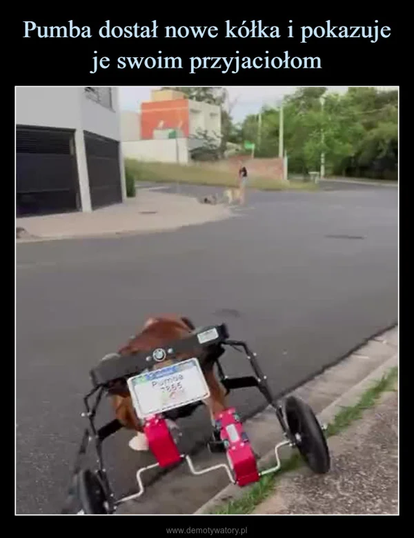 
    Pumba dostał nowe kółka i pokazuje je swoim przyjaciołom