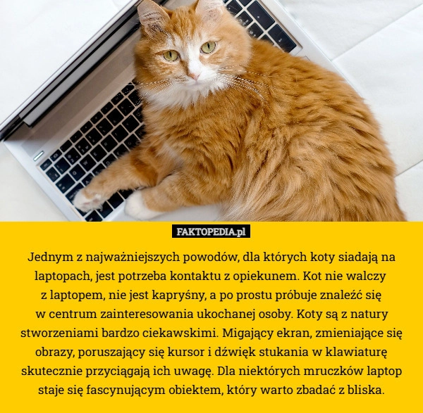 Jednym z najważniejszych powodów, dla których koty siadają na laptopach,