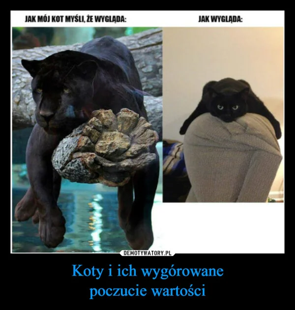 
    Koty i ich wygórowane poczucie wartości