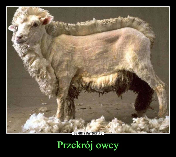 
    Przekrój owcy
