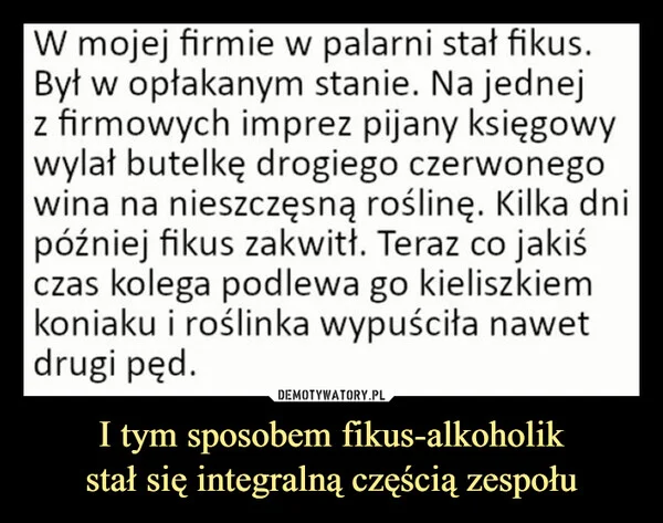 
    I tym sposobem fikus-alkoholik stał się integralną częścią zespołu