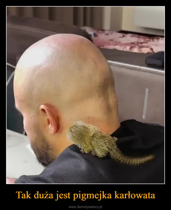 
    Tak duża jest pigmejka karłowata