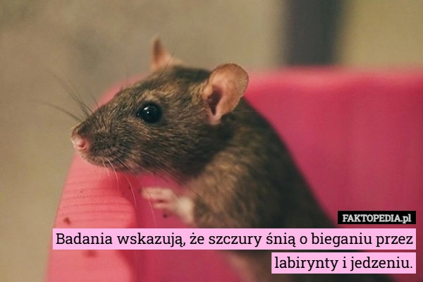 
    Badania wskazują, że szczury śnią o bieganiu przez labirynty i jedzeniu.