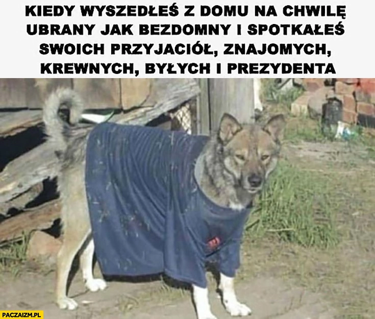Pies kiedy wyszedłeś z domu na chwilę ubrany jak bezdomny i spotkałeś swoich przyjaciół, znajomych, krewnych, byłych, prezydenta