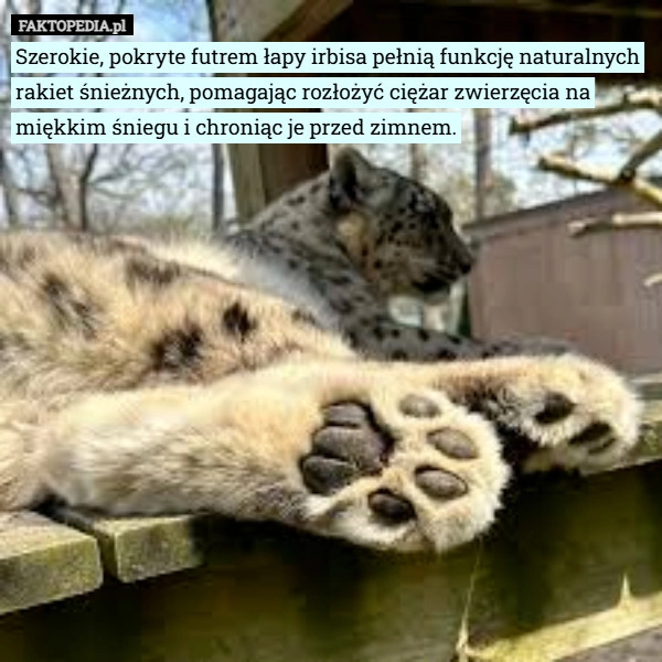
    Szerokie, pokryte futrem łapy irbisa pełnią funkcję naturalnych rakiet śnieżnych,
