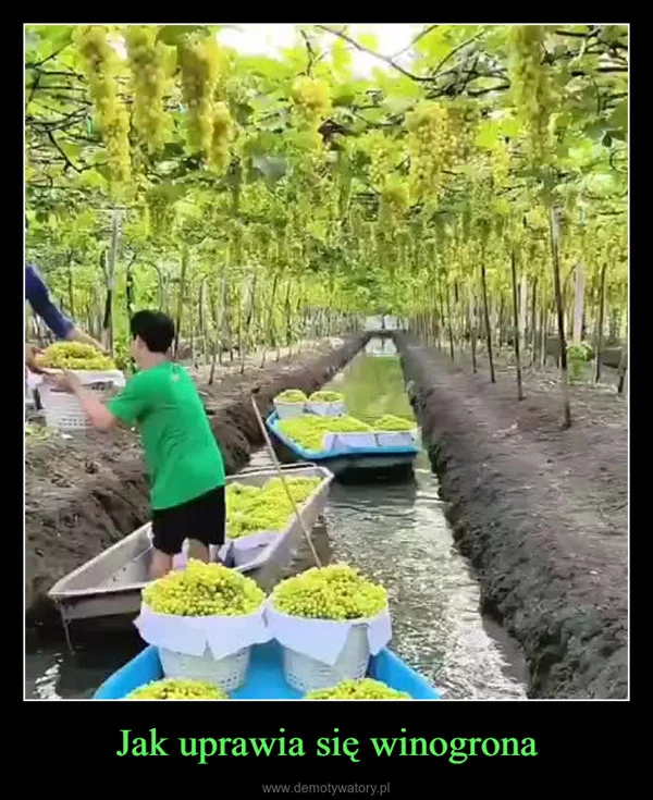 
    Jak uprawia się winogrona