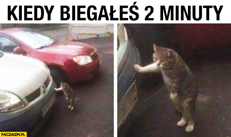 
    Zmęczony kot kiedy biegałeś 2 minuty opiera się o samochód