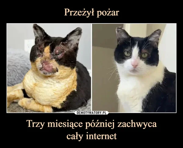 Przeżył pożar Trzy miesiące później zachwyca cały internet