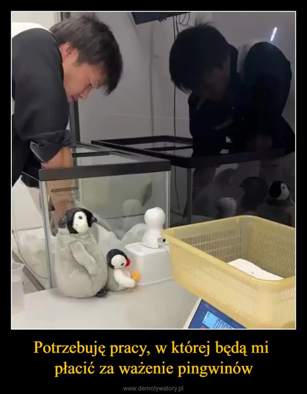 
    Potrzebuję pracy, w której będą mi płacić za ważenie pingwinów