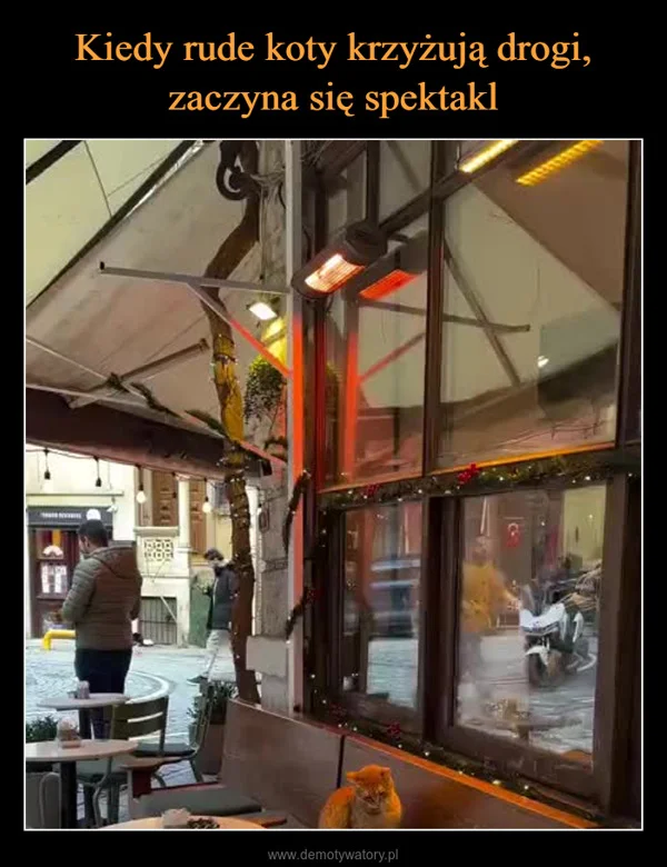 Kiedy rude koty krzyżują drogi, zaczyna się spektakl