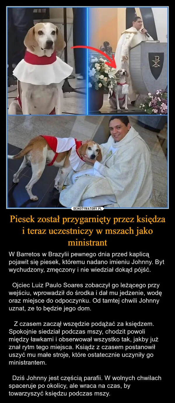 Piesek został przygarnięty przez księdza i teraz uczestniczy w mszach jako ministrant