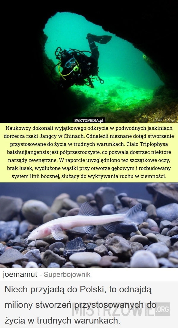 Triplophysa baishuijiangensis