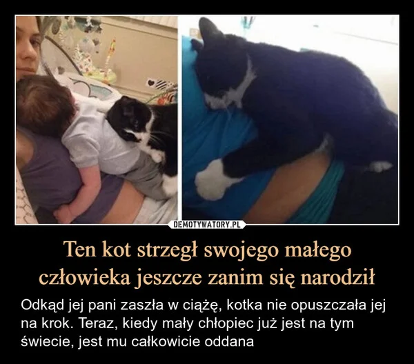 
    Ten kot strzegł swojego małego człowieka jeszcze zanim się narodził