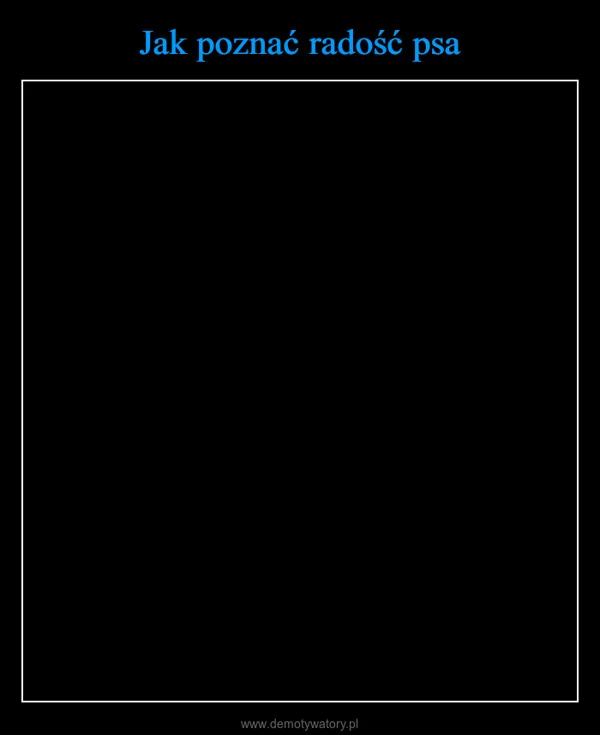 
    Jak poznać radość psa