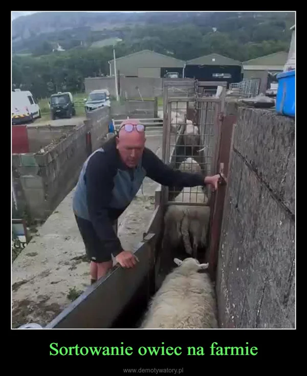 
    Sortowanie owiec na farmie
