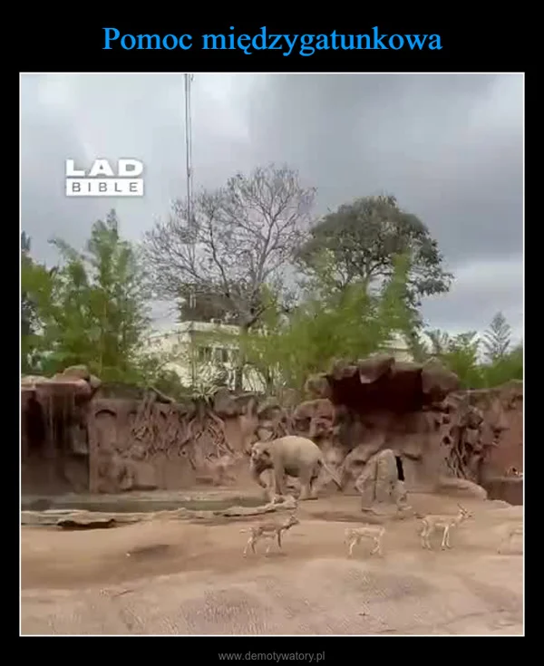 
    Pomoc międzygatunkowa