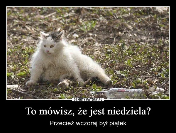 To mówisz, że jest niedziela?