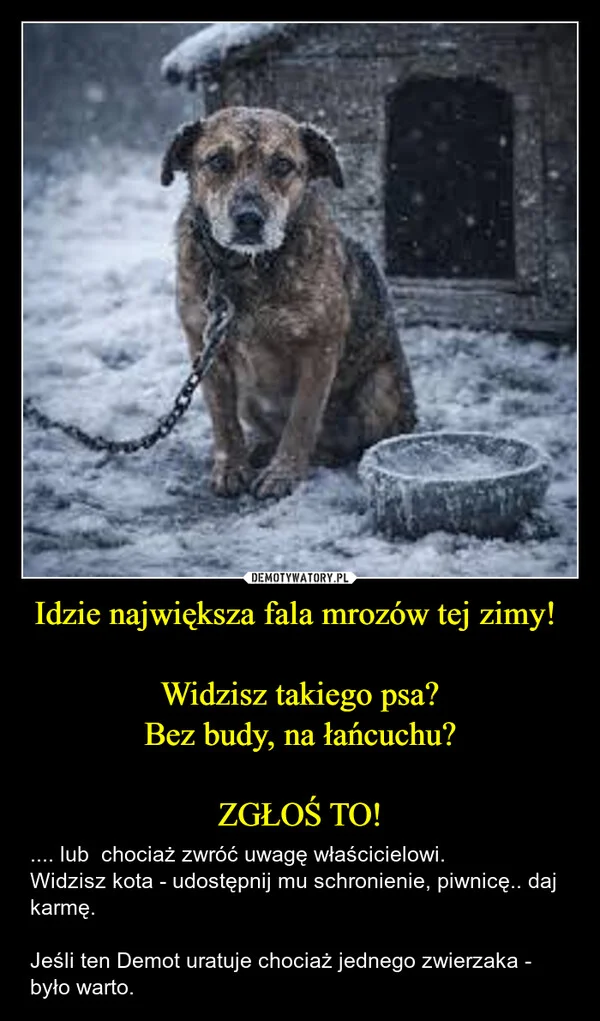 
    Idzie największa fala mrozów tej zimy! Widzisz takiego psa? Bez budy, na łańcuchu? ZGŁOŚ TO!