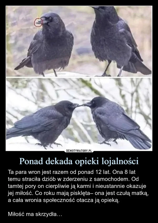 
    Ponad dekada opieki lojalności