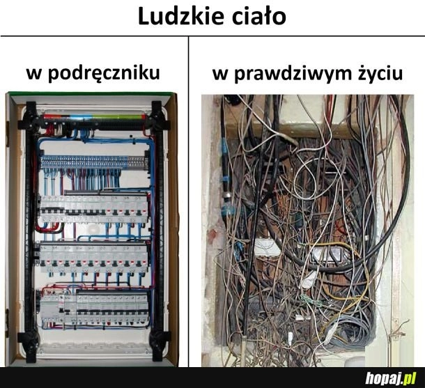 
    Ludzkie ciało
