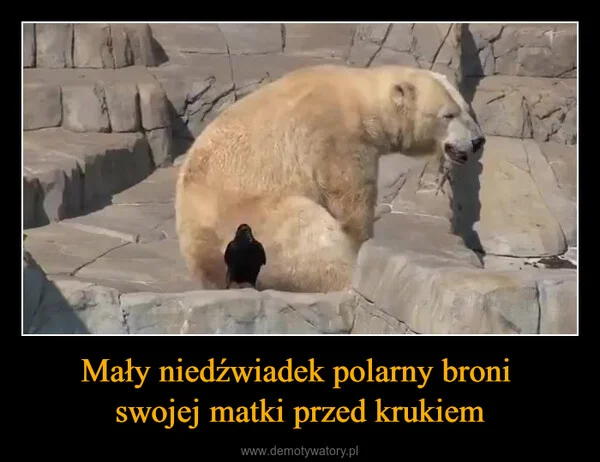 Mały niedźwiadek polarny broni swojej matki przed krukiem