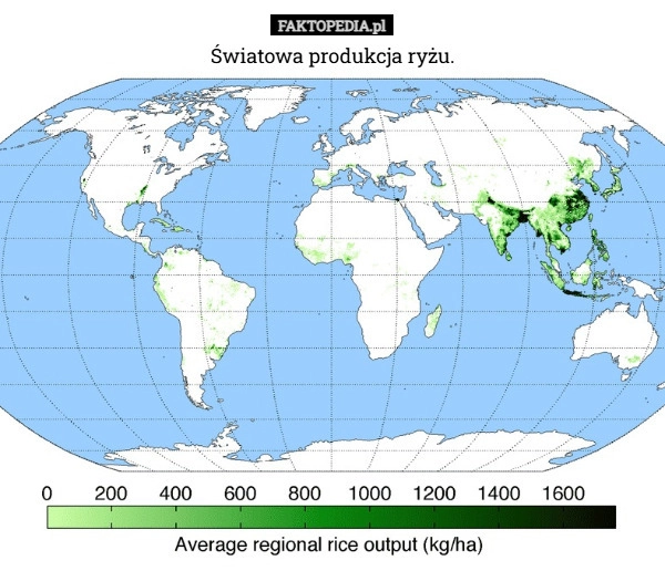 
    Światowa produkcja ryżu.