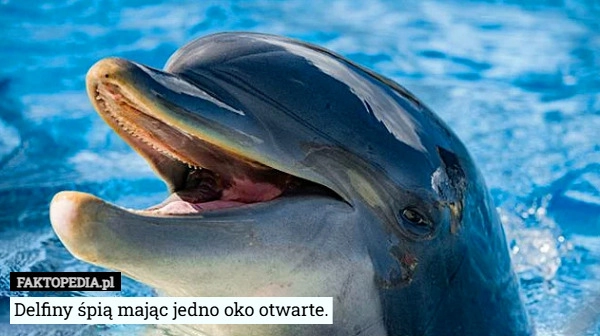 Delfiny śpią mając jedno oko otwarte.