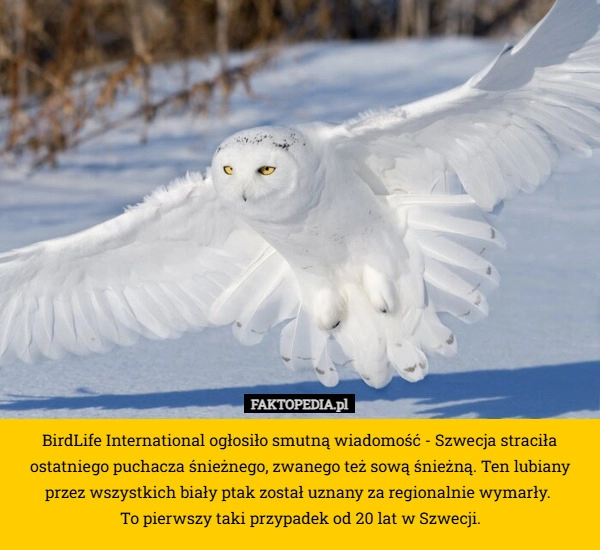 BirdLife International ogłosiło smutną wiadomość - Szwecja straciła ostatniego