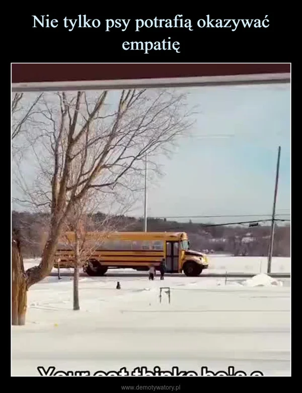 Nie tylko psy potrafią okazywać empatię
