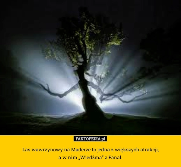 Las wawrzynowy na Maderze to jedna z większych atrakcji, a w nim „Wiedźma”