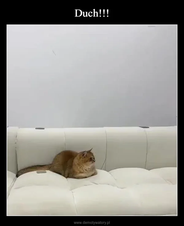 Duch!!!