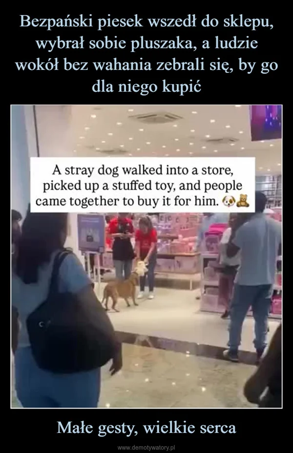 Bezpański piesek wszedł do sklepu, wybrał sobie pluszaka, a ludzie wokół bez wahania zebrali się, by go dla niego kupić Małe gesty, wielkie serca