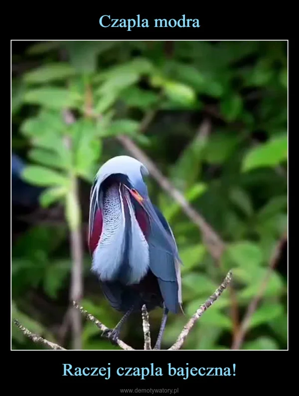 
    Czapla modra Raczej czapla bajeczna!