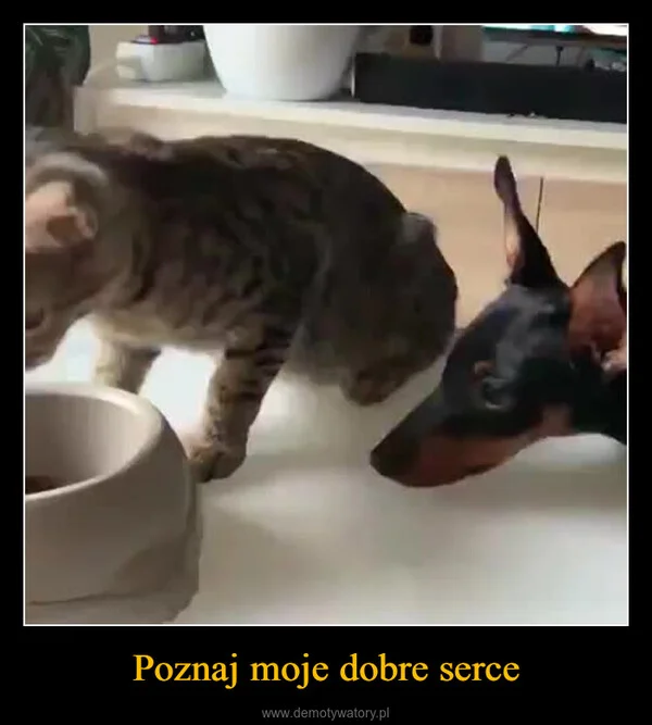 
    Poznaj moje dobre serce