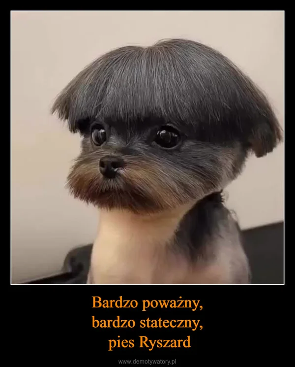 
    Bardzo poważny, bardzo stateczny, pies Ryszard