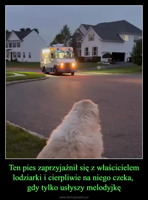 
    Ten pies zaprzyjaźnił się z właścicielem lodziarki i cierpliwie na niego czeka, gdy tylko usłyszy melodyjkę