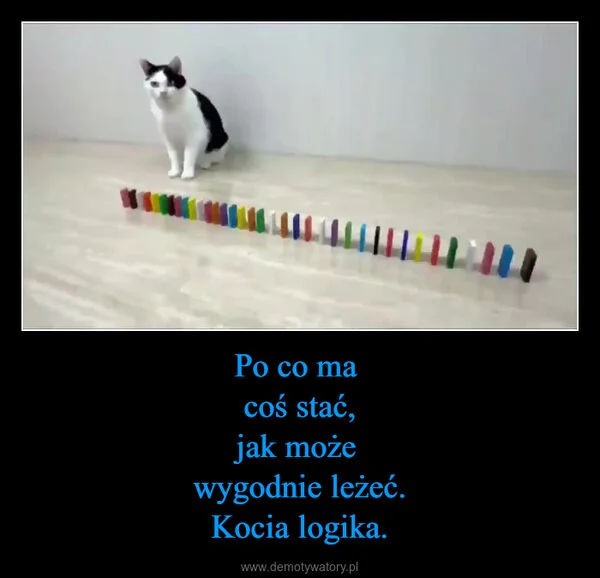 Po co ma coś stać, jak może wygodnie leżeć. Kocia logika.
