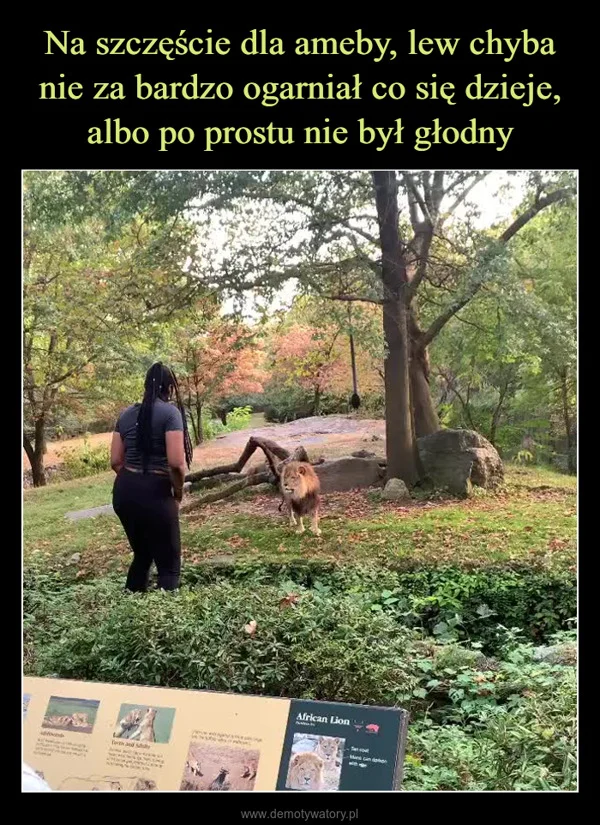 
    Na szczęście dla ameby, lew chyba nie za bardzo ogarniał co się dzieje, albo po prostu nie był głodny