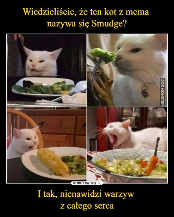 
    Wiedzieliście, że ten kot z mema nazywa się Smudge? I tak, nienawidzi warzyw z całego serca