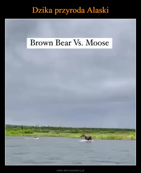 
    Dzika przyroda Alaski